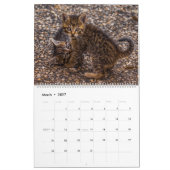 Kittens Muurkalender - HAMbyWG Kalender (Mar 2027)