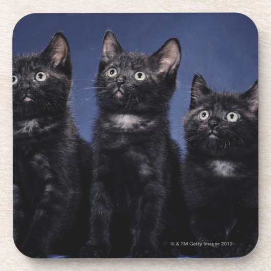 Kittens Onderzetter (Voorkant)