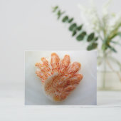 Kitten's Paw Shell Briefkaart (Staand voorkant)