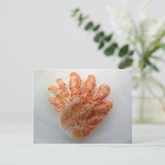 Kitten's Paw Shell Briefkaart (Staand voorkant)