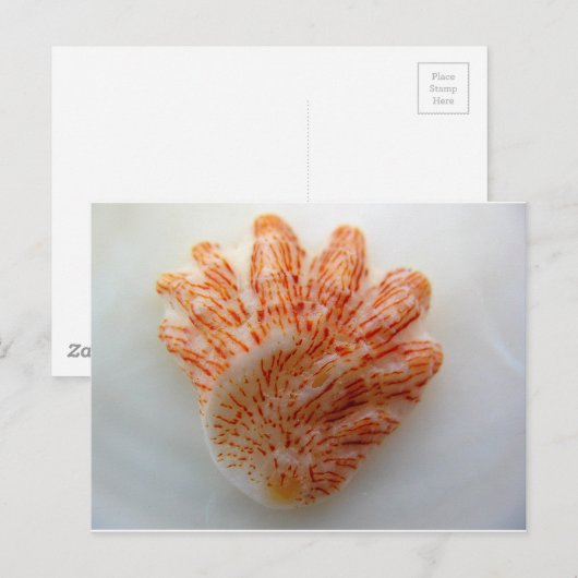 Kitten's Paw Shell Briefkaart (Voorkant / Achterkant)