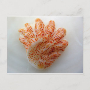 Kitten's Paw Shell Briefkaart