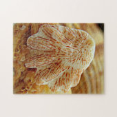 Kitten's Paw Shell Puzzle Legpuzzel (Horizontaal)