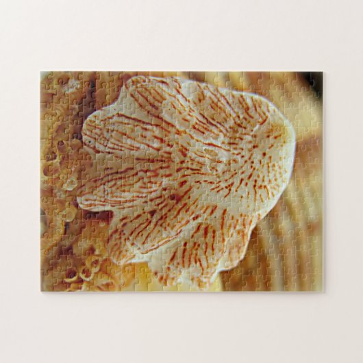 Kitten's Paw Shell Puzzle Legpuzzel (Horizontaal)