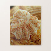 Kitten's Paw Shell Puzzle Legpuzzel (Verticaal)