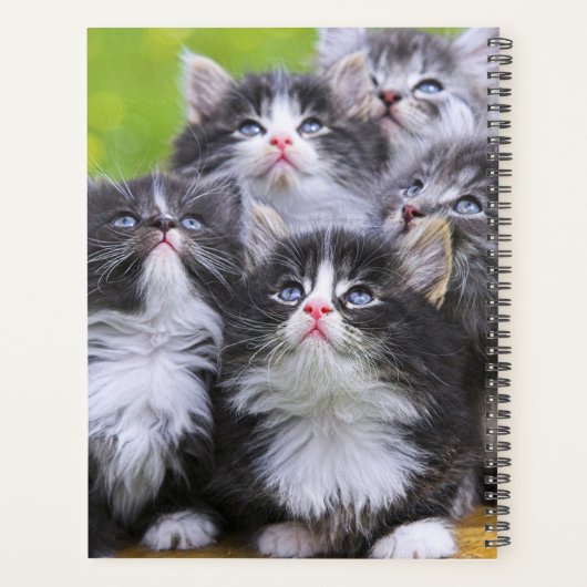 Kittens Planner (Achterkant)