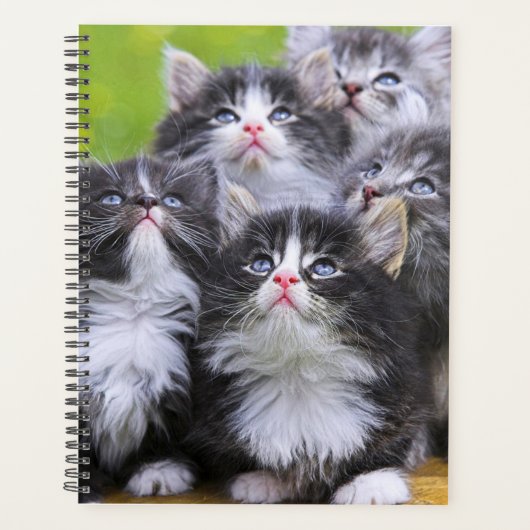 Kittens Planner (Voorkant)
