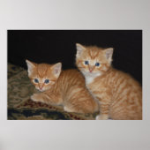 Kittens Poster (Voorkant)