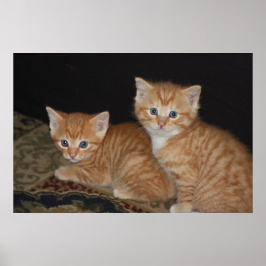 Kittens Poster (Voorkant)