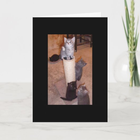 Kittens Pspelen Kaart (Voorkant)