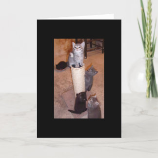 Kittens Pspelen Kaart