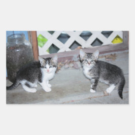 Kittens Rechthoekige Sticker