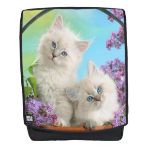 Kittens Rugtassen
