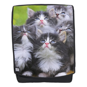 Kittens Rugtassen