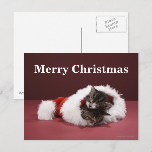 Kittens slapen samen in het kerstpet feestdagenkaart (Voorkant / Achterkant)