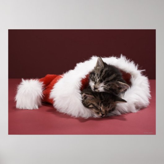 Kittens slapen samen in het kerstpet poster (Voorkant)