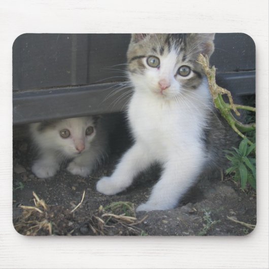Kittens spelen op het Boerderij Mousepad Muismat (Voorkant)