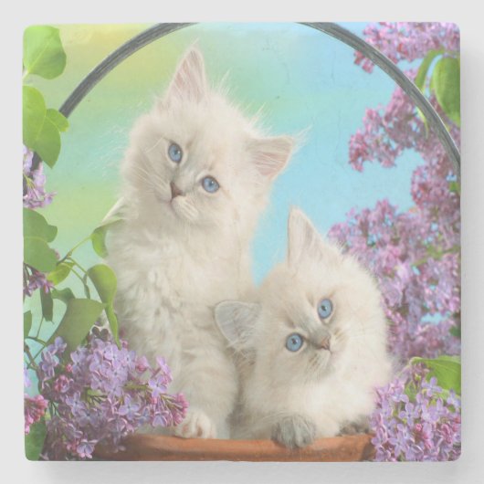 Kittens Stenen Onderzetter (Voorkant)