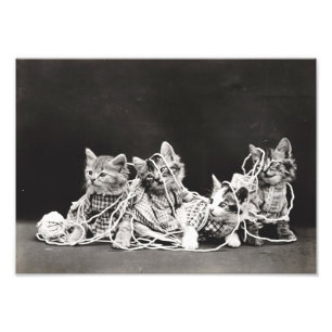 Kittens Tangled in garen Foto Afdruk