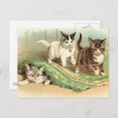 Kittens Verbergen en zoeken Briefkaart (Voorkant / Achterkant)