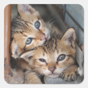 Kittens Vierkante Sticker