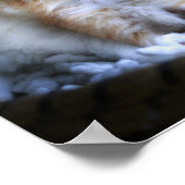 Kittens, waardepapier (Matte) Poster (Hoek)