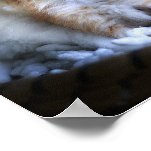 Kittens, waardepapier (Matte) Poster (Hoek)