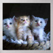 Kittens, waardepapier (Matte) Poster (Voorkant)