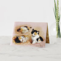 KITTENS wakker worden