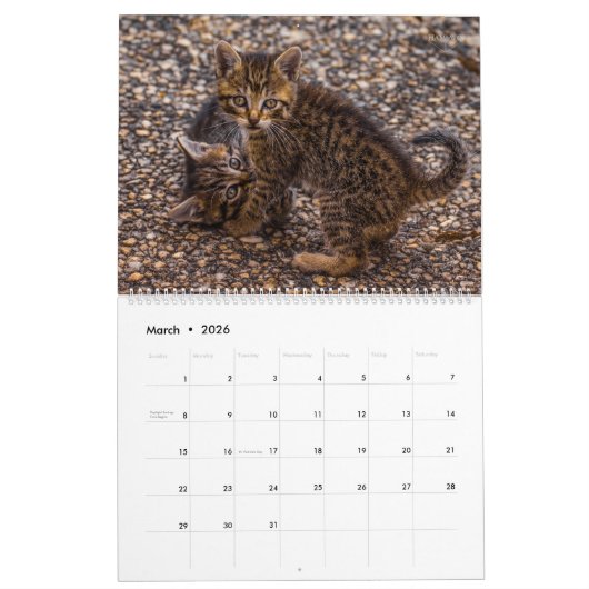 Kittens Wall Calendar - HAMbyWG Kalender (Mar 2026)