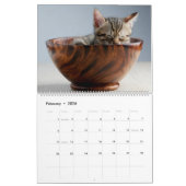 Kittens Wall Calendar - HAMbyWG Kalender (Feb 2026)