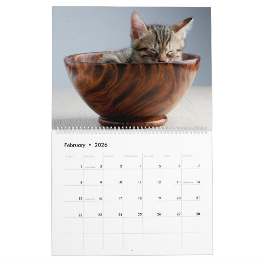 Kittens Wall Calendar - HAMbyWG Kalender (Feb 2026)
