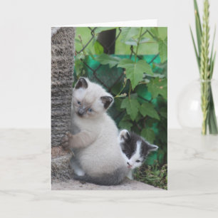 Kittens-wenskaart Kaart