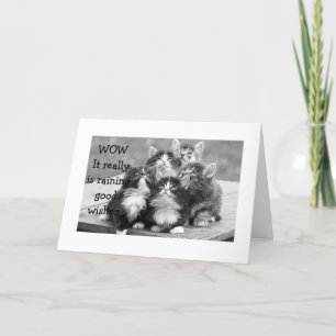 KITTENS ZIJN HET ER ALLEMAAL OVER EENS DAT JE EEN  KAART