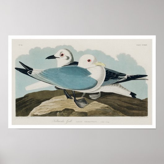 Kittiwake Gull door Audubon Poster (Voorkant)
