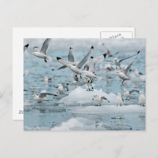 Kittiwakes Flying Briefkaart (Voorkant / Achterkant)