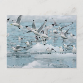 Kittiwakes Flying Briefkaart