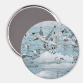 Kittiwakes Flying Magneet (Voorkant / Achterkant)