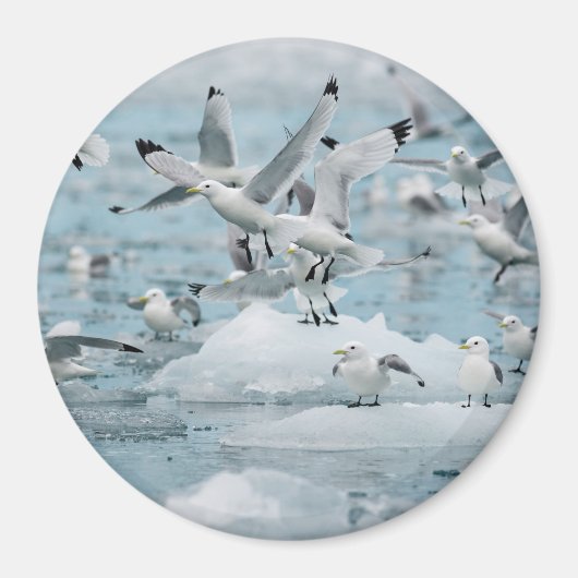 Kittiwakes Flying Magneet (Voorkant)