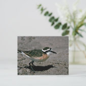 Kittlitz's liefhebber briefkaart (Staand voorkant)