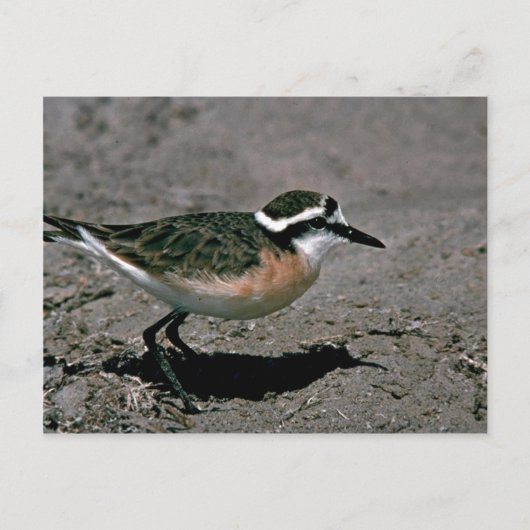 Kittlitz's liefhebber briefkaart (Voorkant)