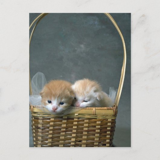 Kitty Briefkaart (Voorkant)