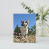 Kitty Cat Adventure Briefkaart (Staand voorkant)