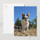 Kitty Cat Adventure Briefkaart (Voorkant / Achterkant)