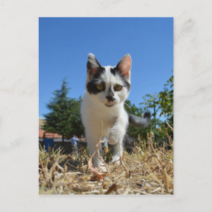 Kitty Cat Adventure Briefkaart