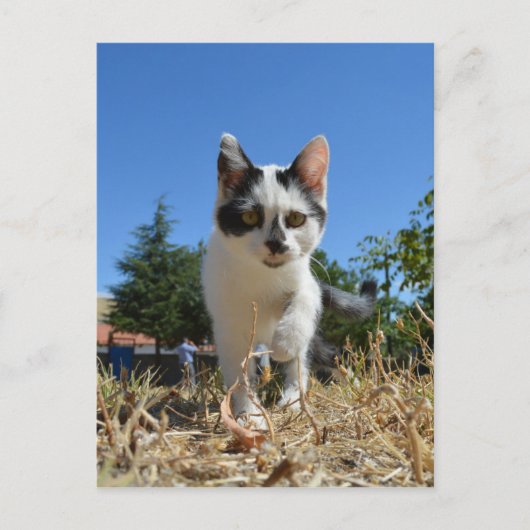 Kitty Cat Adventure Briefkaart (Voorkant)
