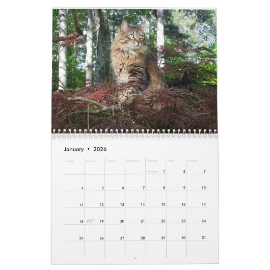 Kitty Cat Calendar Kalender (Jan 2026)