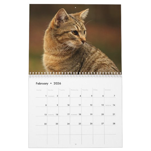 Kitty Cat Calendar Kalender (Feb 2026)