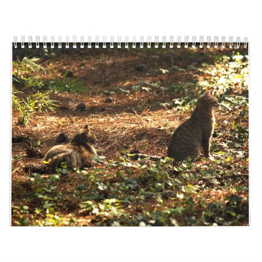 Kitty Cat Calendar Kalender (Hoes)