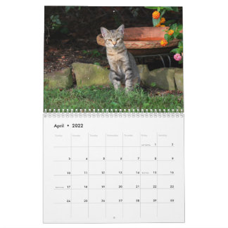 Kitty Cat Calendar Kalender